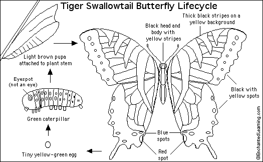 tiger swallowtail butterfly printout  enchantedlearning