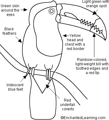 keel billed toucan beak