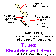 T Rex Skeleton Enchantedlearning Com - https www.roblox.com catalog3210533212 t rex skeleton torso