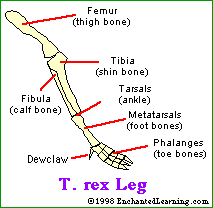 T. rex leg bones