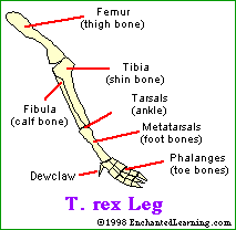 t rex toe bone