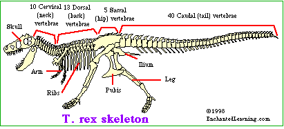 T Rex Skeleton Enchantedlearning Com - t rex skeleton roblox wikia fandom