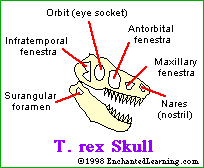 T. rex skull