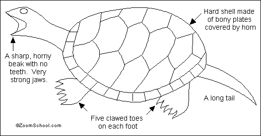 Turtle Labelled Diagram
