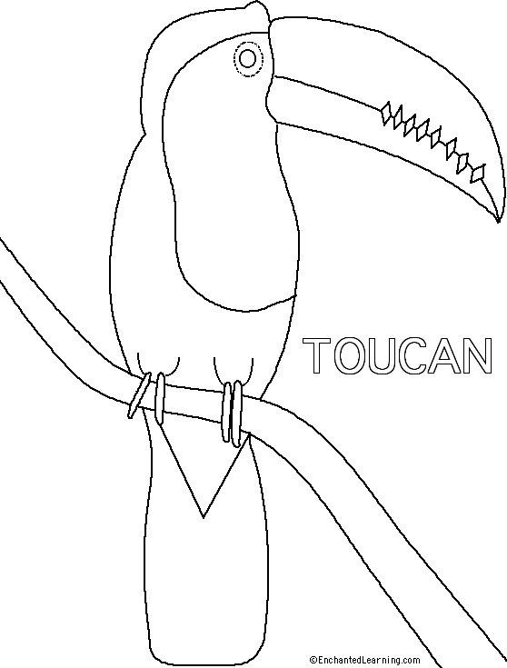 Toucan