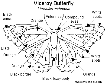 Viceroy Butterfly Printout - EnchantedLearning.com