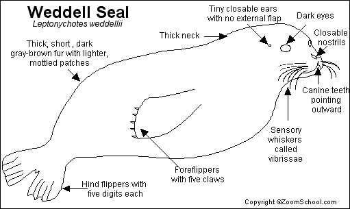 seal diagram