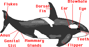 Orca, Killer Whale: ZoomWhales.com