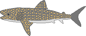 Whale shark