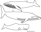 humpback, blue and sperm whale