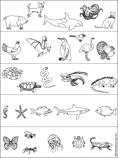 78 Coloring Pages Of Animals That Hibernate Download Free Images