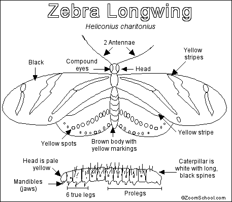 Zebra Longwing Butterfly Printout - EnchantedLearning.com