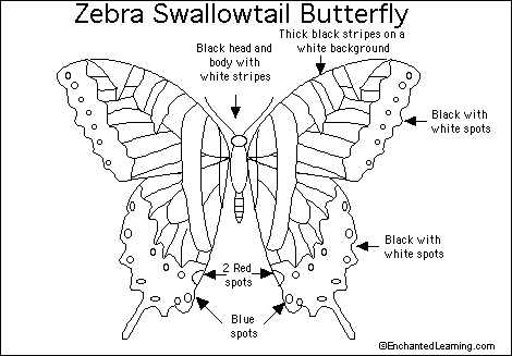 8600 Top Swallowtail Butterfly Coloring Pages Images & Pictures In HD