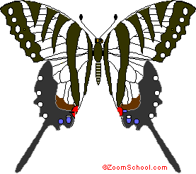 Zebra Swallowtail B Fly Enchantedlearning Com